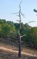 dry pine tree in the middle of a green forest photo