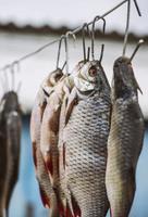 salted river fish ramming in scales hanging on an iron hook photo