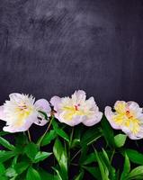 tres capullos de piones en flor foto