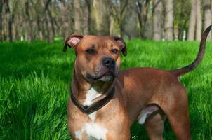 Red american Staffordshire terrier is in full growth photo