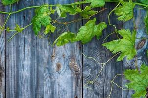 Young green grape vine on gray wooden surface photo