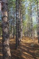 incluso hileras de pinos en el bosque foto