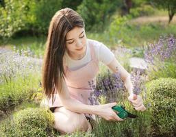 Young woman cutting bunches of lavender photo