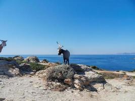 Goats of the Rove, Creeks of Provence, beach, south of France 2 photo