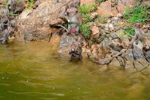 el mono camina y come en la roca en el depósito. foto