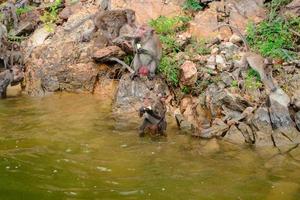 The monkey is walking and eating on the rock at reservior. photo