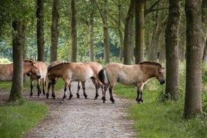 Herd of Przewalski's horses standing on a hiking trail in the Netherlands photo