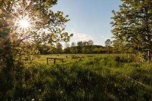 Meadow with sheep in Dutch forest at sunset in spring photo