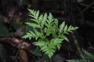 Fern leaves in the rainforest photo