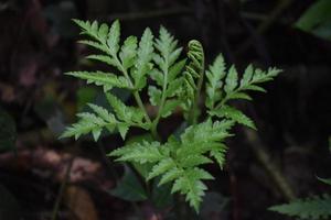 Fern leaves in the rainforest photo