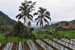 Rice fields landscape in a village in Indonesia photo