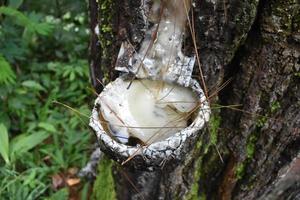 rubber tree with moss in the forest photo