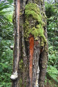 rubber tree with moss in the forest photo