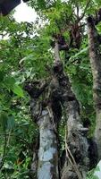 Tropical tree with leaves and branches in the rainforest. photo