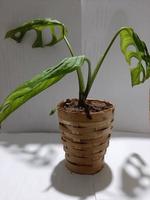 Indoor plant in a bamboo pot on a white wall with shadow. photo