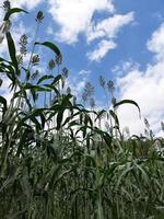 Field of corn with blue sky and white clouds in the background. photo