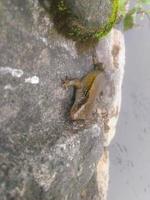 lagarto en la orilla del río foto