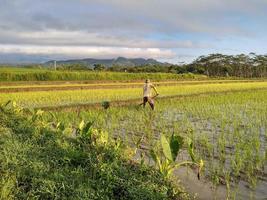 clearing weeds in the fields photo