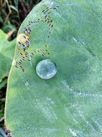 gotas de rocío en hojas de taro foto