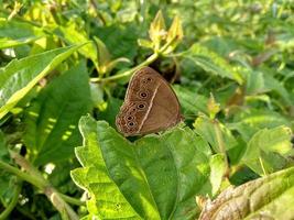 pequeña mariposa en una hoja foto