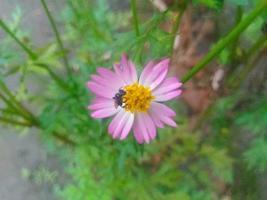 bee on a pink flower photo