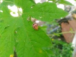 ladybug is alone photo