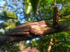 frog hiding in a tree branch photo