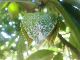 tropical soursop flower photo