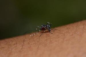 mosquito on human skin, macro photos