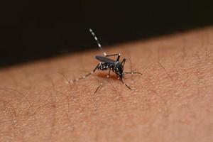 Mosquito on human skin, macro photos