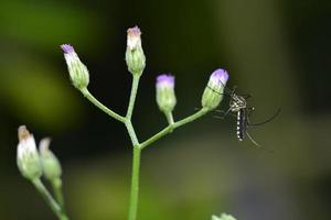 mosquitos on grass of flowers, macro photos