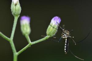 Mosquito on grass flowers, macro photos