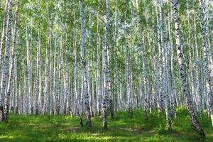 bosque de abedules en verano foto