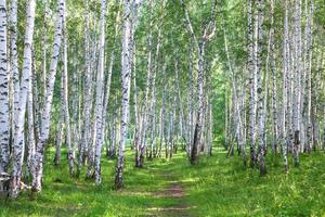 Beautiful birch forest in summer photo