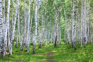 hermoso bosque de abedules en verano foto