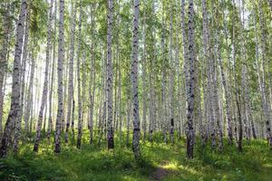 hermoso bosque de abedules en verano foto