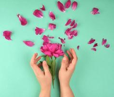 two hands of a young girl with smooth skin and red peony petals photo