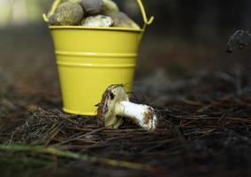 yellow bucket with edible mushrooms photo