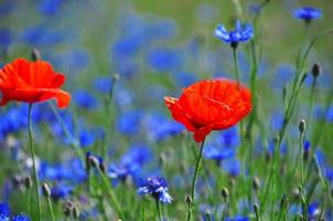 amapola roja en medio del campo con flores azules foto