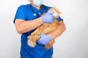 veterinario con uniforme azul, guantes de látex sostiene un gato rojo adulto foto