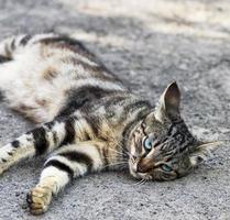 gray striped street cat with blue eyes lies on the asphalt photo