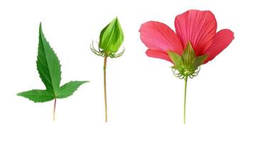 set of red blooming hibiscus bud, green leaf and unblown box photo