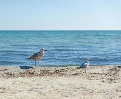seagulls on the beach on a summer sunny day photo