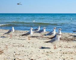 white seagulls on the sandy beach of the Black Sea photo