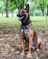 pastor belga malinois sentado en la hierba verde foto