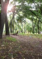 view in the city park of Kherson Ukraine photo