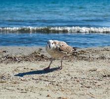 large seagull on the sandy shore of the sea photo