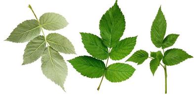 set of green leaves and raspberry branches isolated on a white background photo