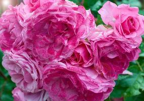 Bouquet pink roses, close-up photo