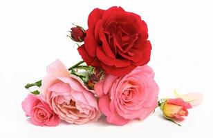 bouquet of red and pink roses on white background, festive bouquet photo